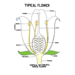 Botany Charts